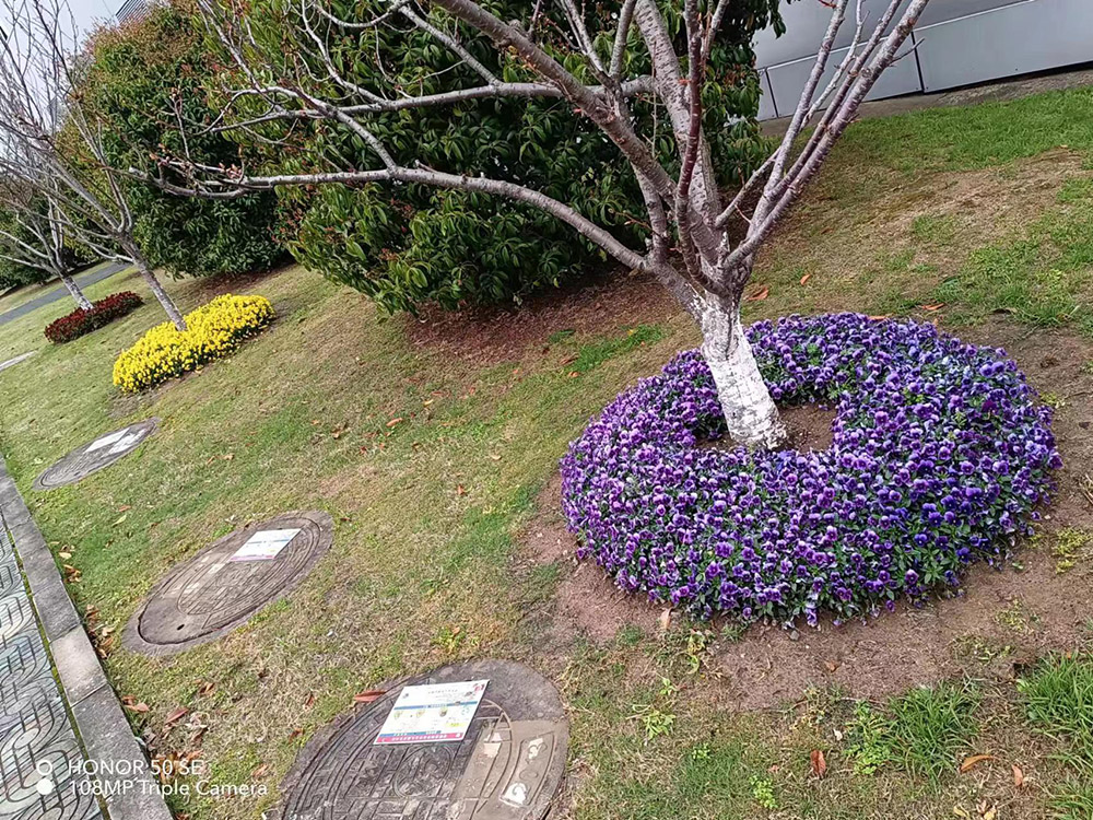 泰科電子汀蘭巷廠區(qū)樹圈美化